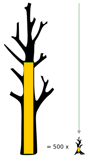 coparativa de tamaños posibles de tarimas de roble y olivo