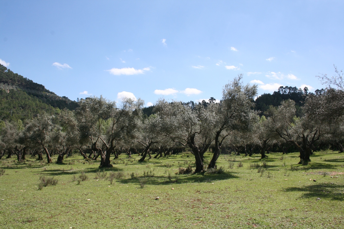 parquet industrial de madera de olivo no lijado madera cruda