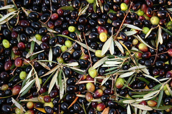 mezcla de las olivas