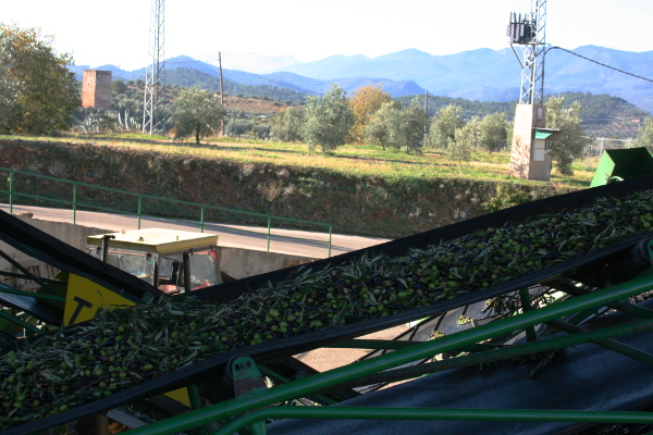 aceitunas entran en almazara