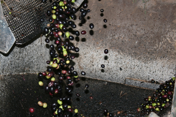 aceitunas separadas caen