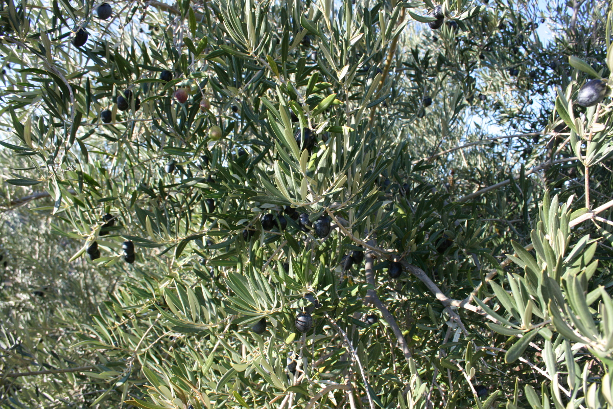 olivo con olivas